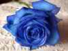 rose133's Avatar