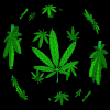 maxdouglus's Avatar