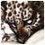 doulpscussy's Avatar