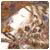 Loriamp's Avatar