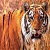 tripstory's Avatar